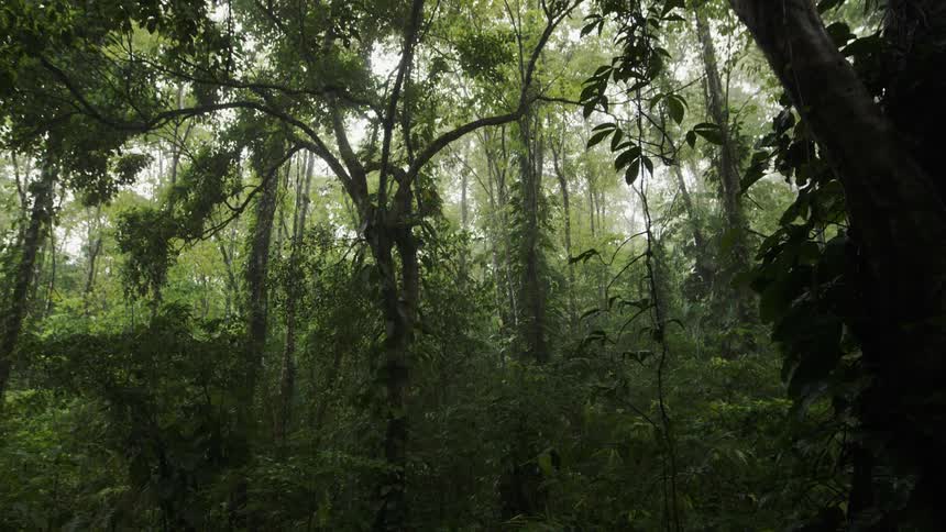 Trees grow in a forest