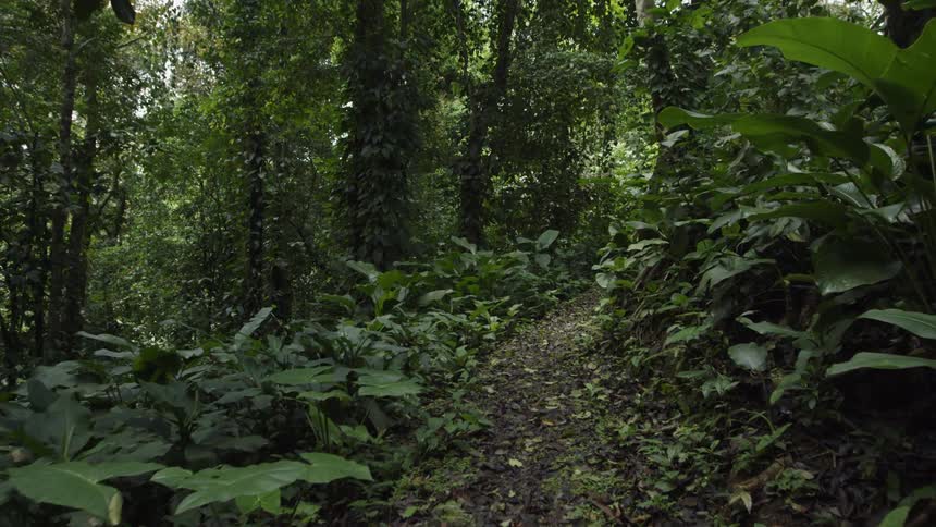 Trees and foliage grow in a forest