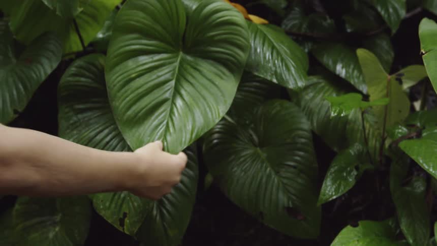 A shirtless man touches a large leaf while walking by