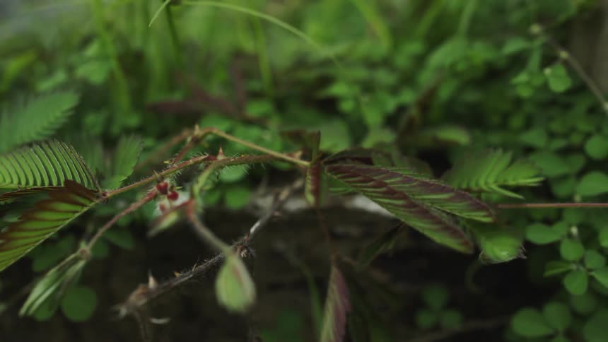A plant closes its leaves when fingers touch it