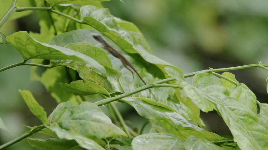 The lizard jumps on the leaves hanging from the plant