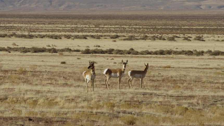 Antelope stand in a field