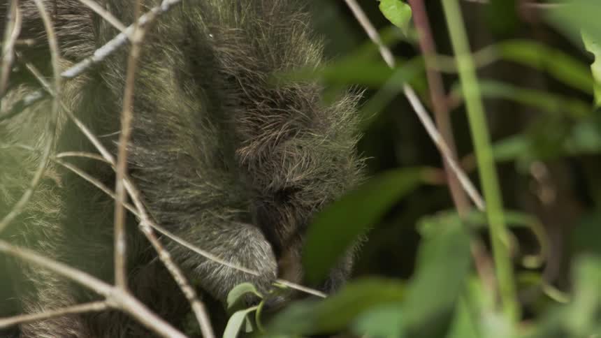 The sloth is eating leaves from the tree