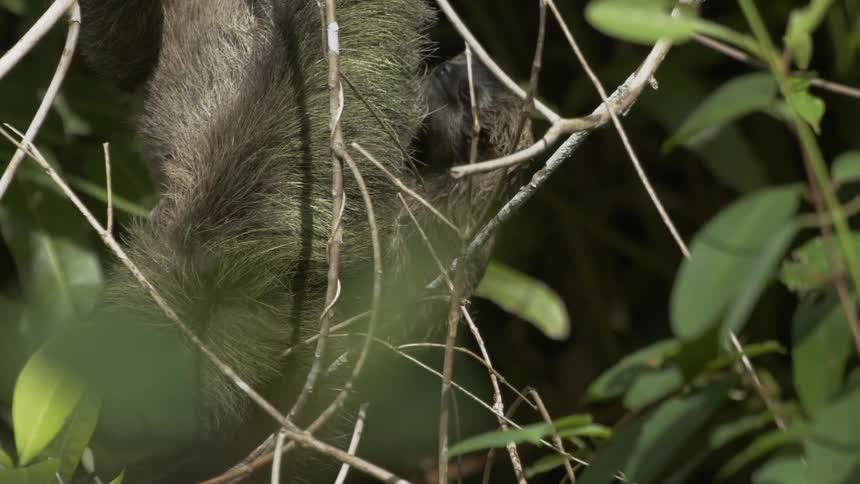 Furry animal sits in the green foliage