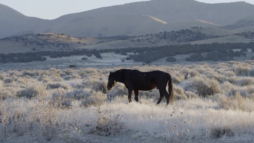 A black horse is walking through a desert pasture