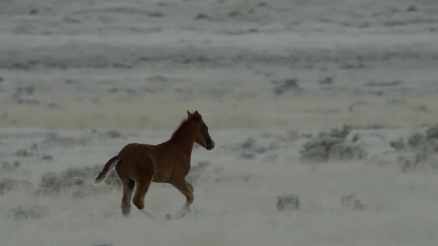 A wild horse runs through a white sandy area