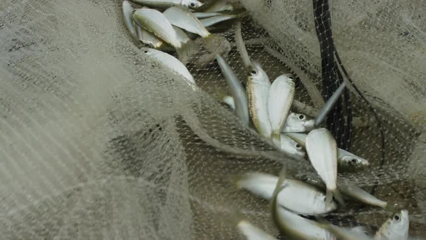 The fish are being tossed in a net
