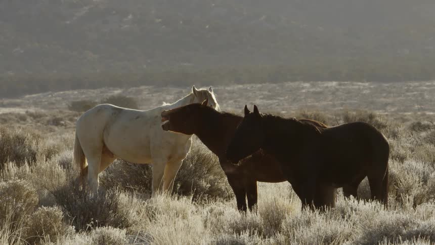 Three wild horses stand in the grass