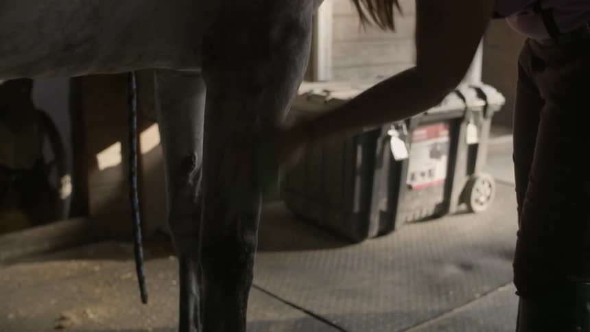 Woman cleaning a horse in a stable