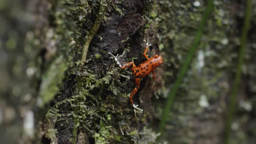 A red frog with black spots holds onto a tree trunk