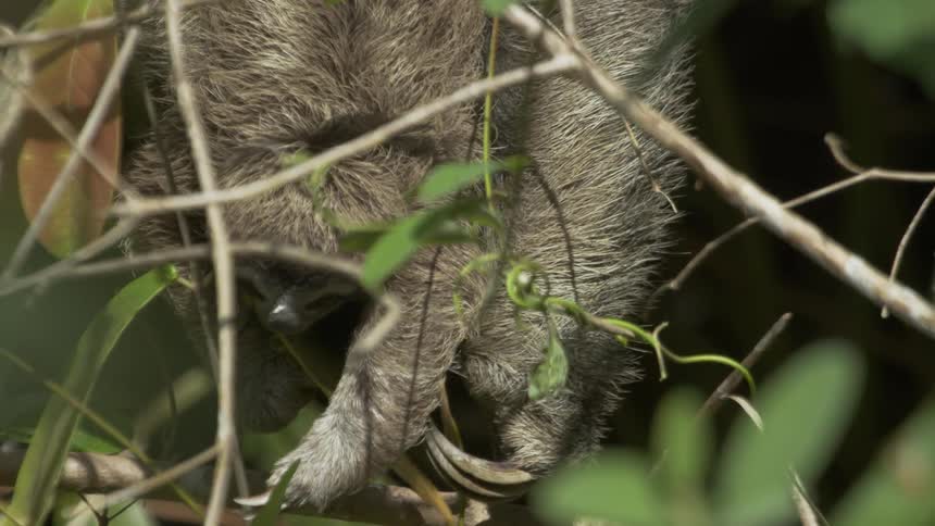 A sloth reaches down and grabs a branch and leaves