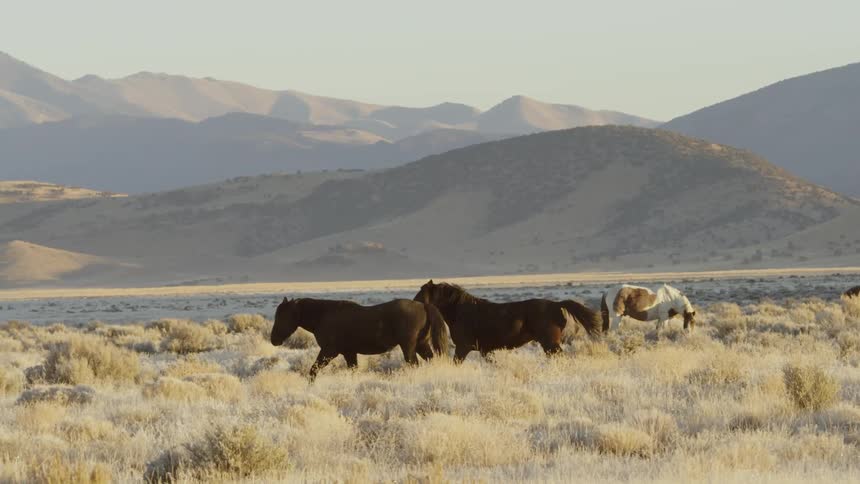 Horses are grazing and trotting in a desert valley during the day