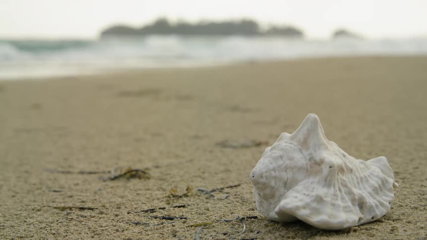 A white shell sits on the beach on a cloudy day