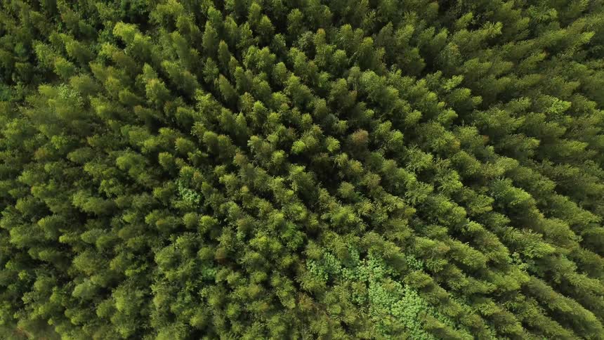 The forest is full of many tall trees close together