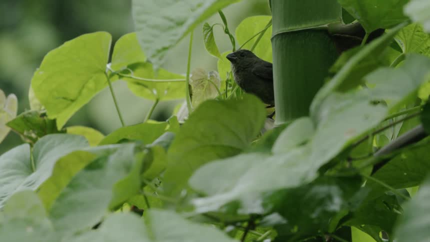 Bird jumps from leaf to leaf of a tree