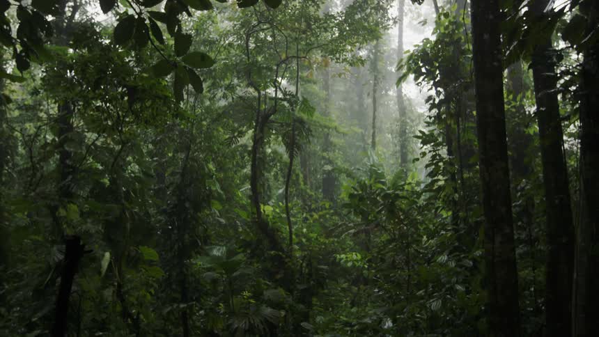 Trees and vines in a forest