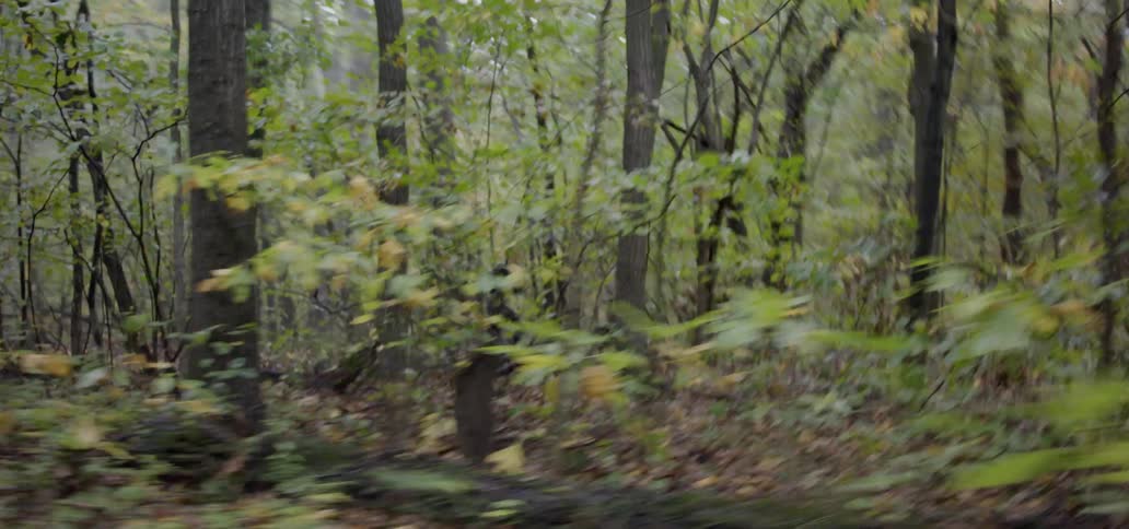 Two people run through a forest on a foggy day