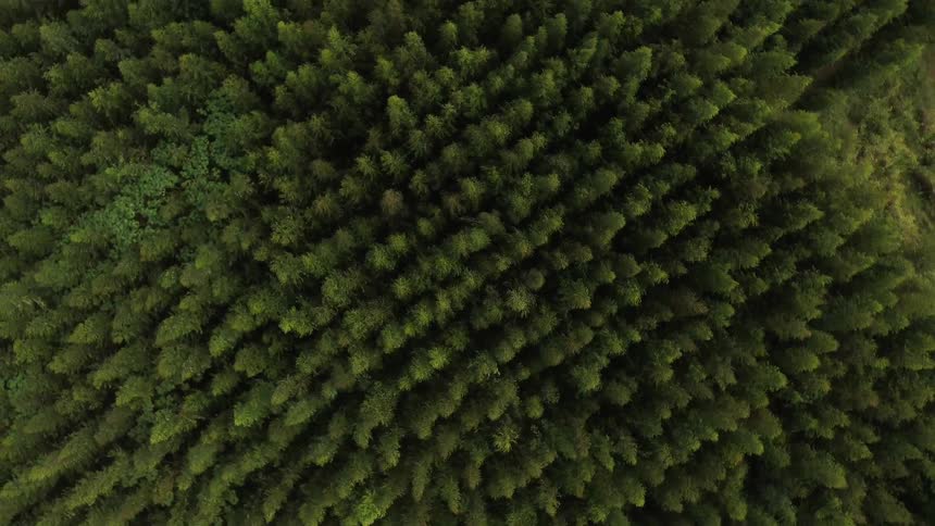 Tall trees cover the forest landscape