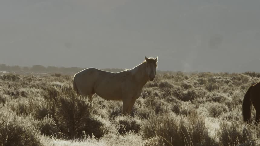 The horse is looking around on the field