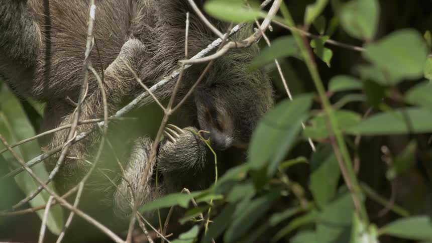 Furry animal sits in the green foliage