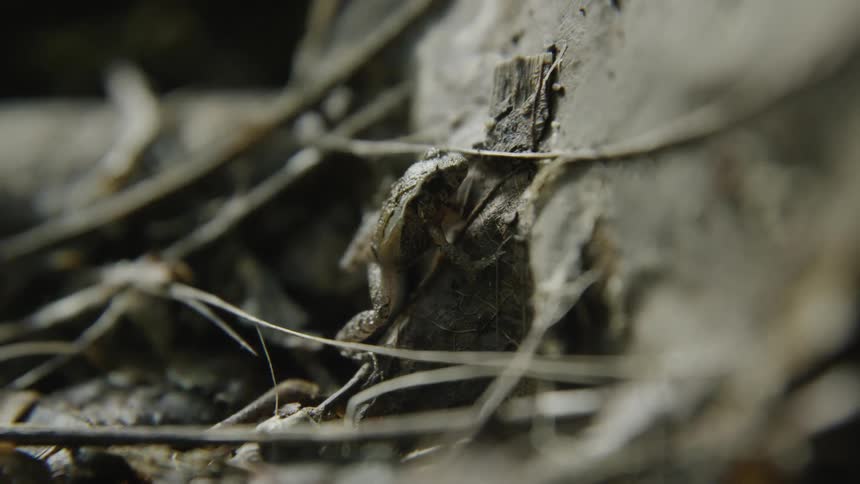 Small brown frog hidden in dead twigs of forest floor