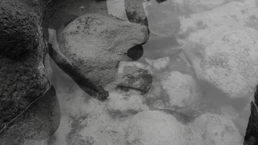 Woman's Reflection in a Tide Pool