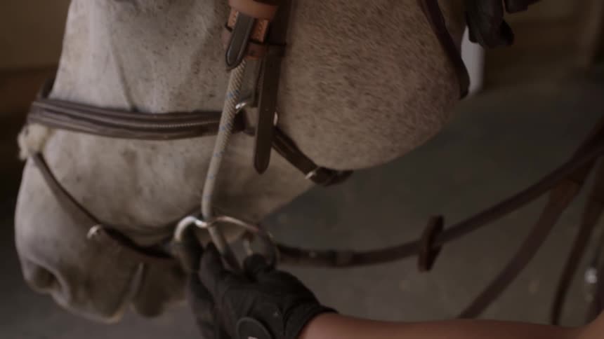 Person adjusting a harness on a horses head
