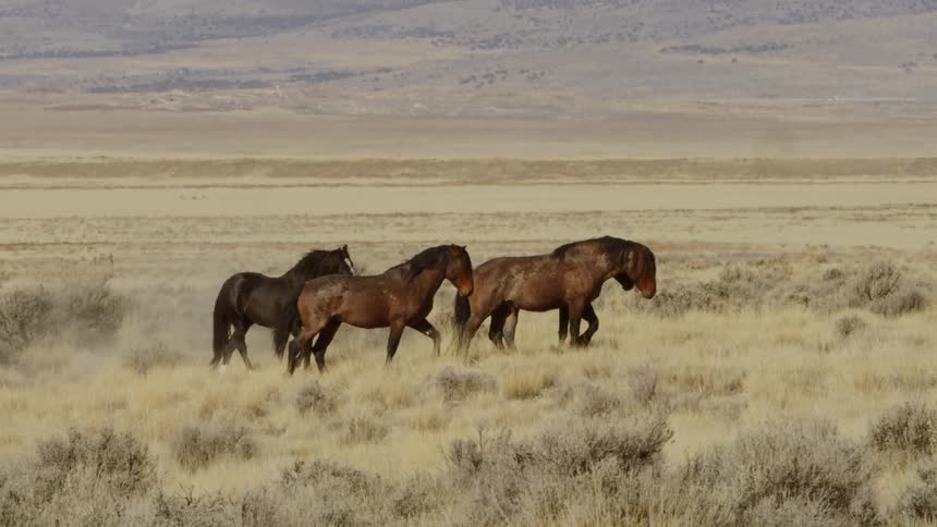 Horses walk on a grassy plain