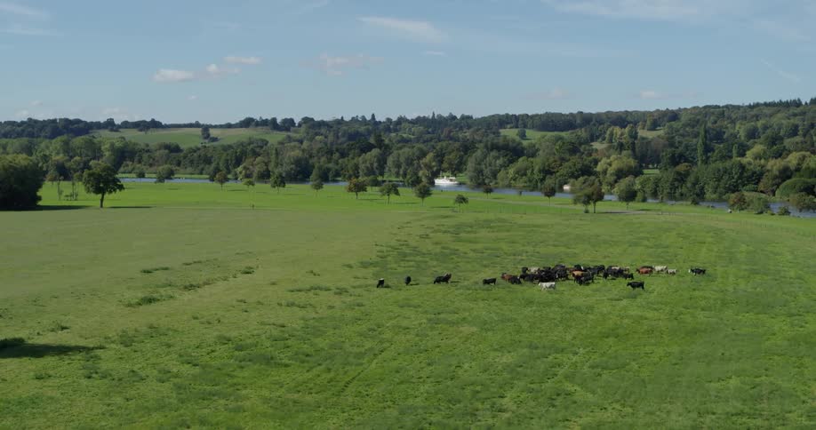 Animals graze in a grassy field