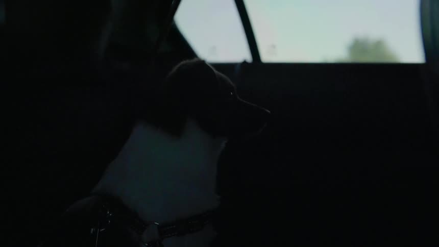 A dog is sitting in the back seat of a car looking out the window