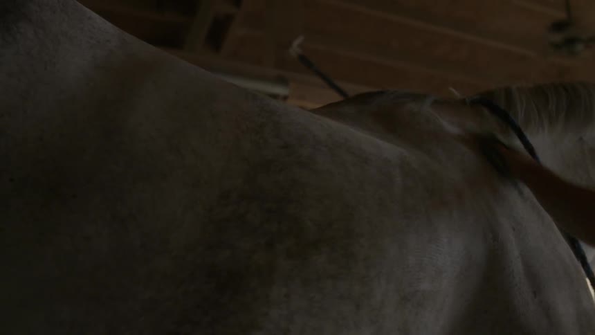 Person brushing their horse in a stable