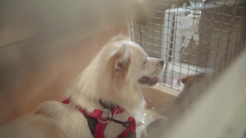 White dog wearing a harness pants with its tongue out