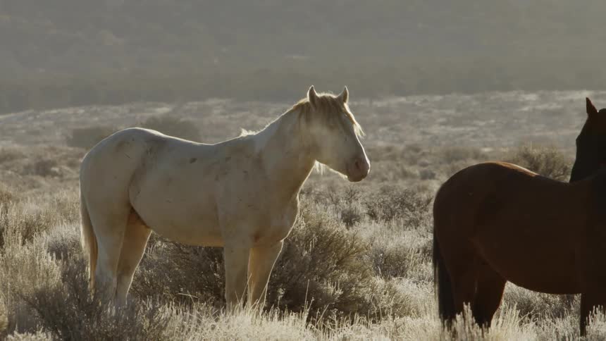 The horses stand together in the tall grass