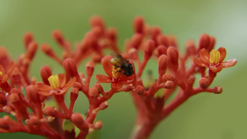 A bee collects pollen from a flower