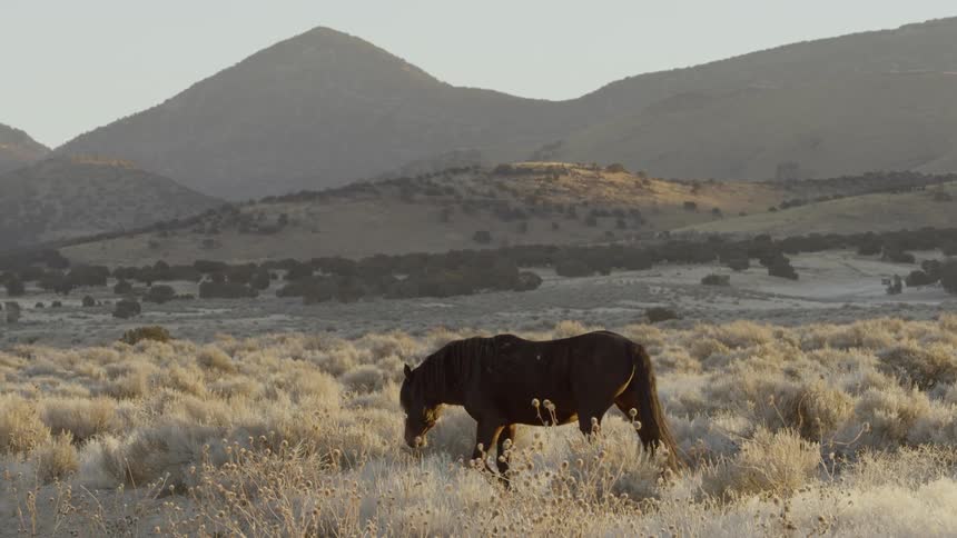 A wild horse walks through a field with mountains and trees in the background