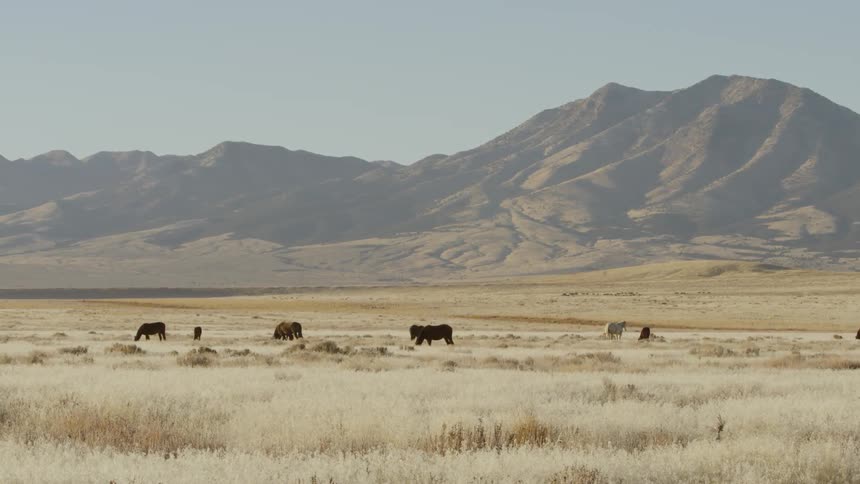 Horses graze in a rural field