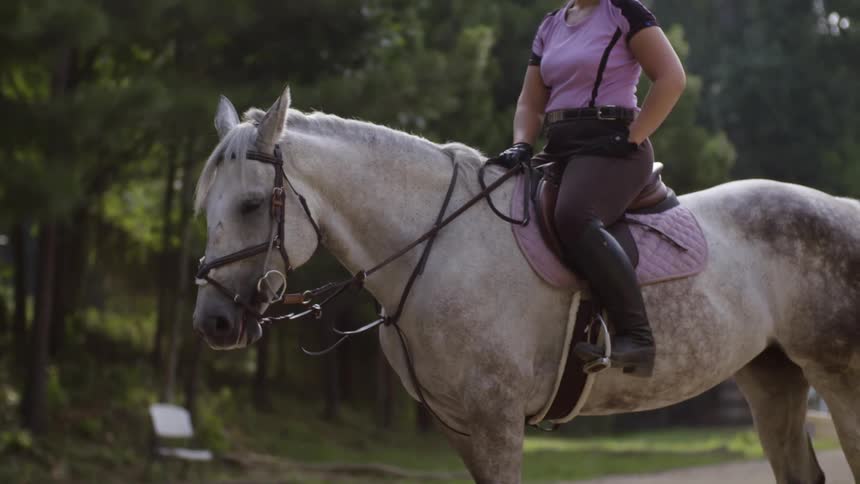 Woman sitting on a horse with trees behind them