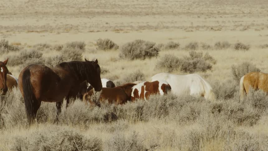 Group of horses in a bushy field