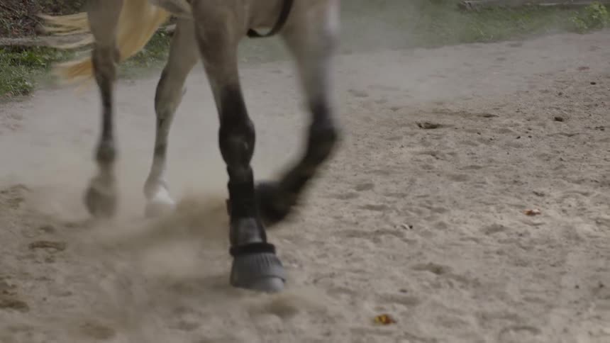 Horse walking quickly through sand
