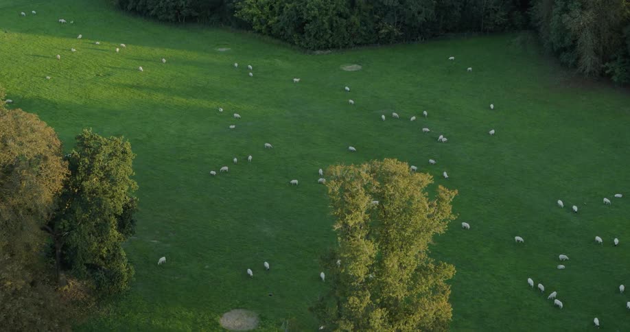 Sheep graze in a meadow