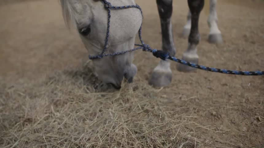 Horse eating some hay from the ground