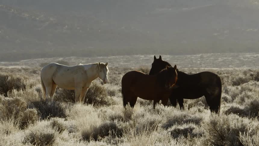Three horses stand in a field under a cloudy blue sky
