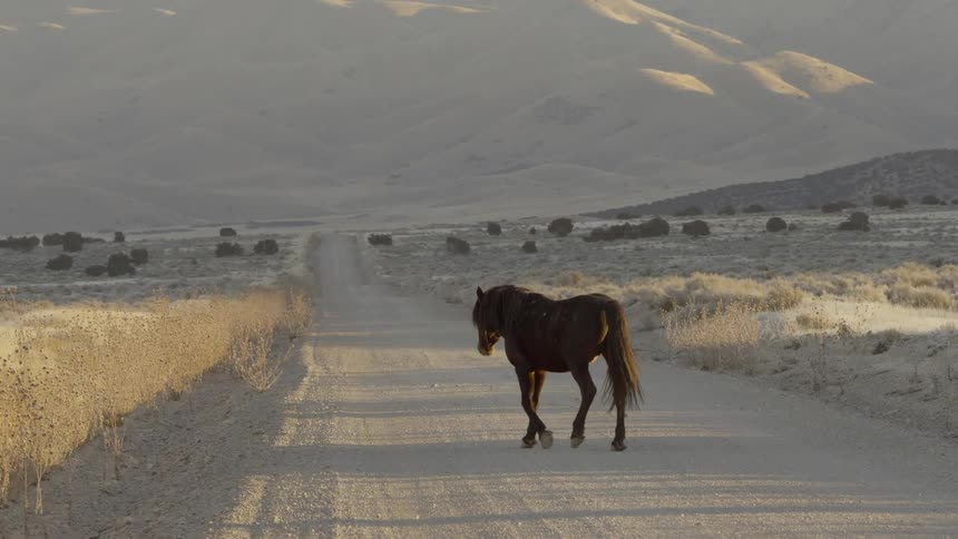 A horse is wandering across a road in a desert landscape in the afternoon