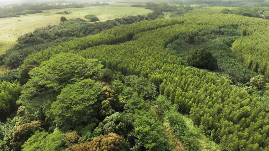 The tall trees lead to a green field