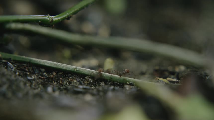 Ants carry green leaves over the branches