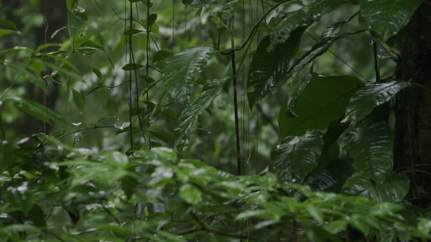 Rain falls on leaves in the forest