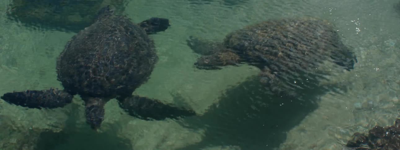 Two turtles swimming in shallow water