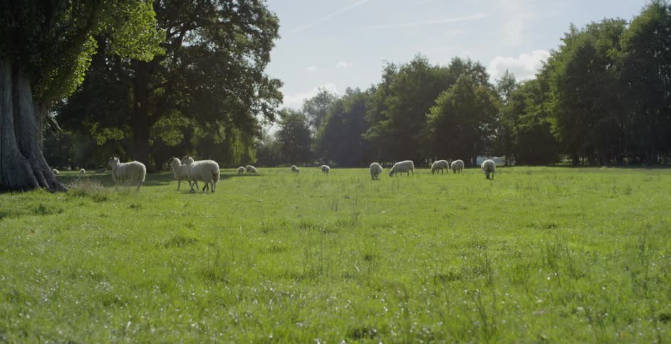 Sheep graze in a grassy field