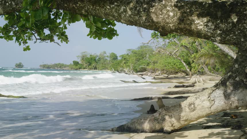 Tree leaves blow in the wind as waves splash onto shore