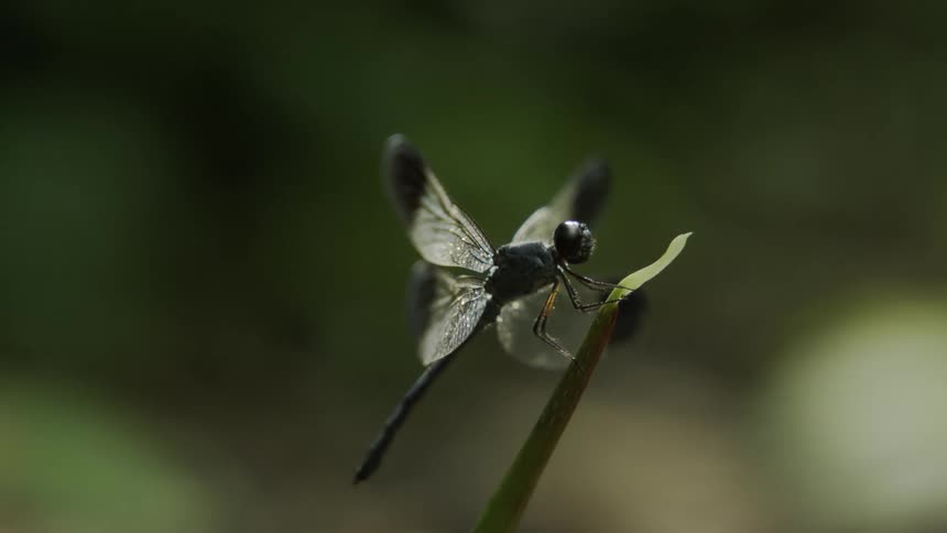 Insect sits on the green foliage